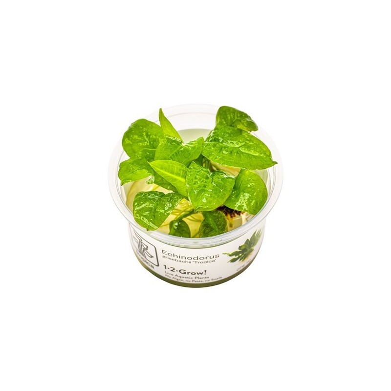 Tropica Echinodorus grisebachii 'Tropica' 1-2 Grow!