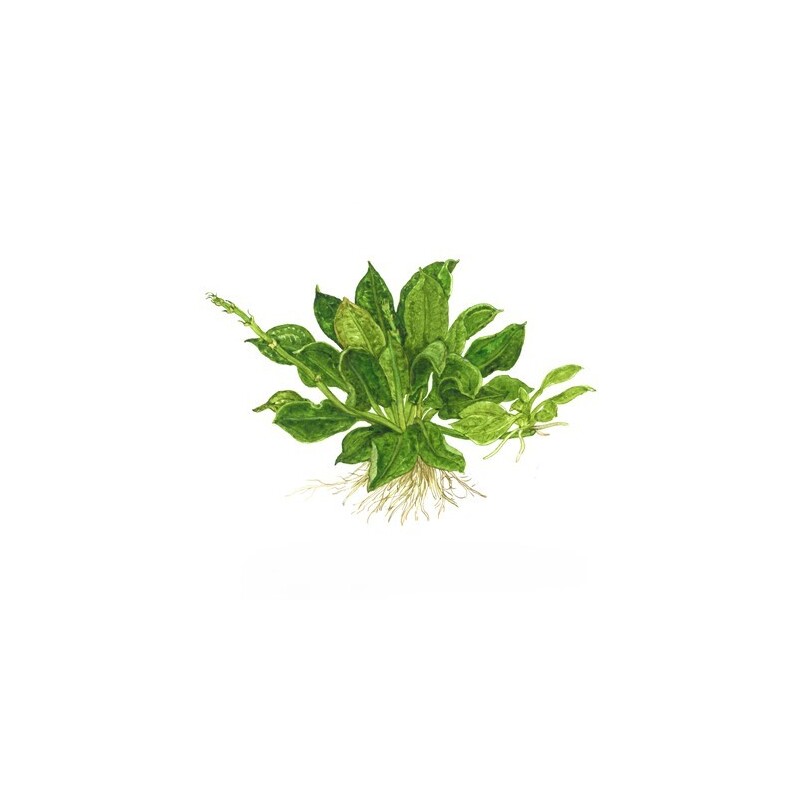 Tropica Echinodorus grisebachii 'Tropica' 1-2 Grow!