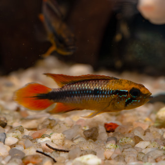 Cichlidka Agassizova