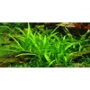 Tropica Sagittaria subulata 'Needle Leaf' In-Vitro 1-2 Grow!