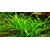 Tropica Sagittaria subulata 'Needle Leaf' In-Vitro 1-2 Grow!