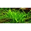 Tropica Sagittaria subulata 'Needle Leaf' In-Vitro 1-2 Grow!