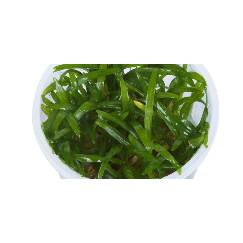 Tropica Sagittaria subulata 'Needle Leaf' In-Vitro 1-2 Grow!