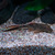 Squaliforma emarginata L011