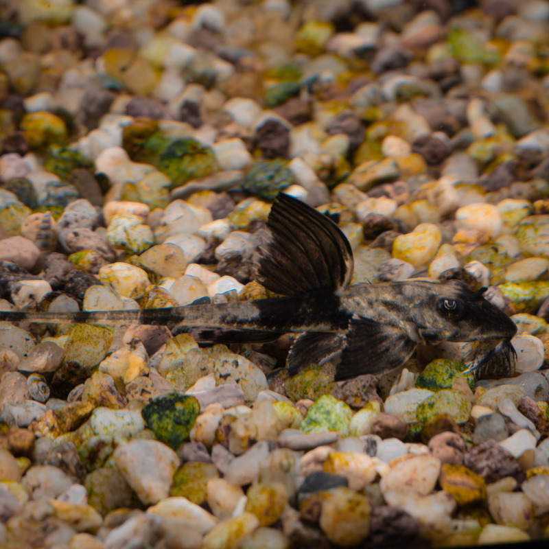 Loricaria Rio atabopo