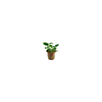 Tropica Anubias barteri var.nana Kirin