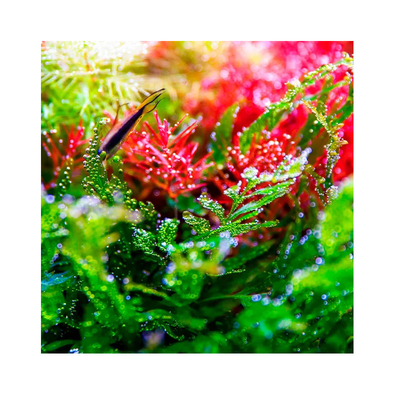 Twinstar V 200S 17 W – LED osvětlení pro akvária do 25 cm (s ovladačem)