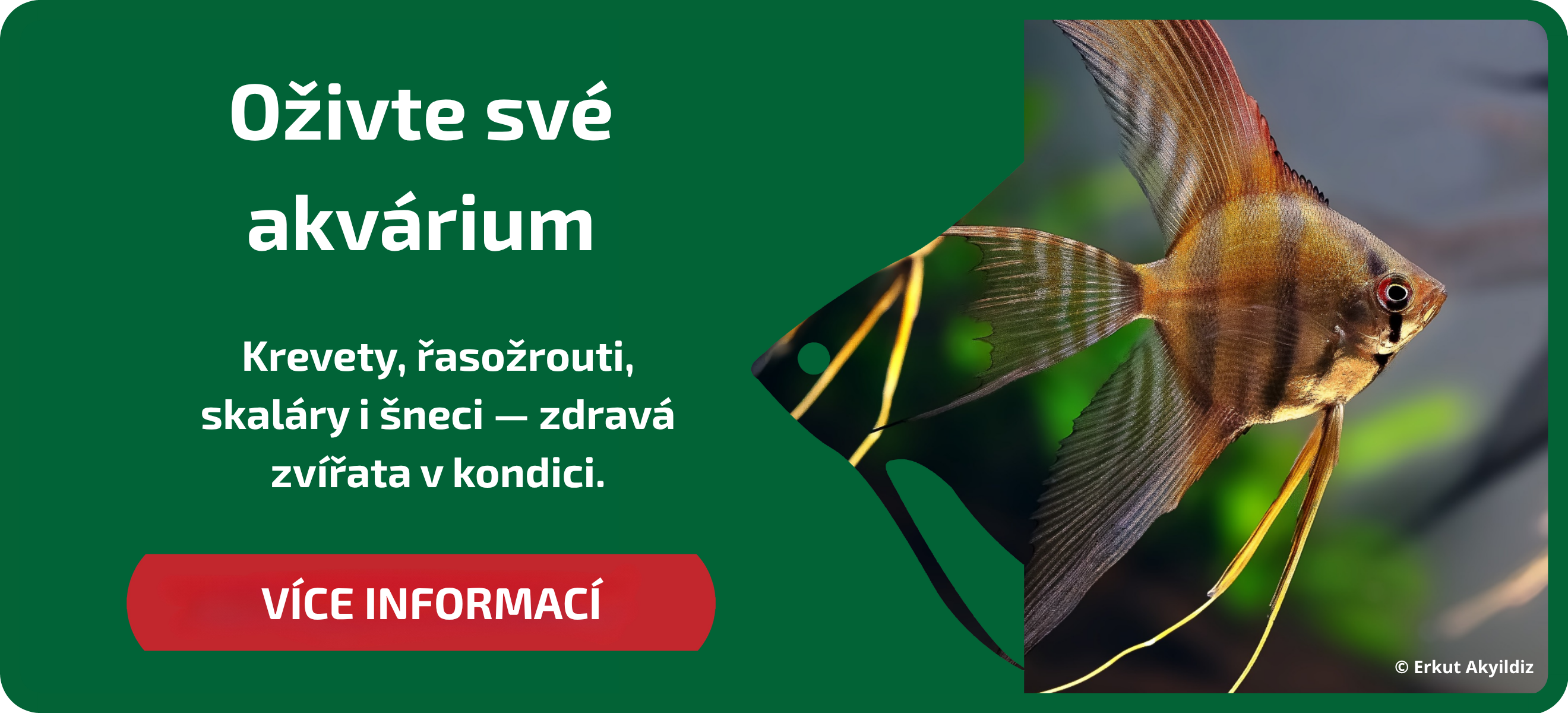 hlavni