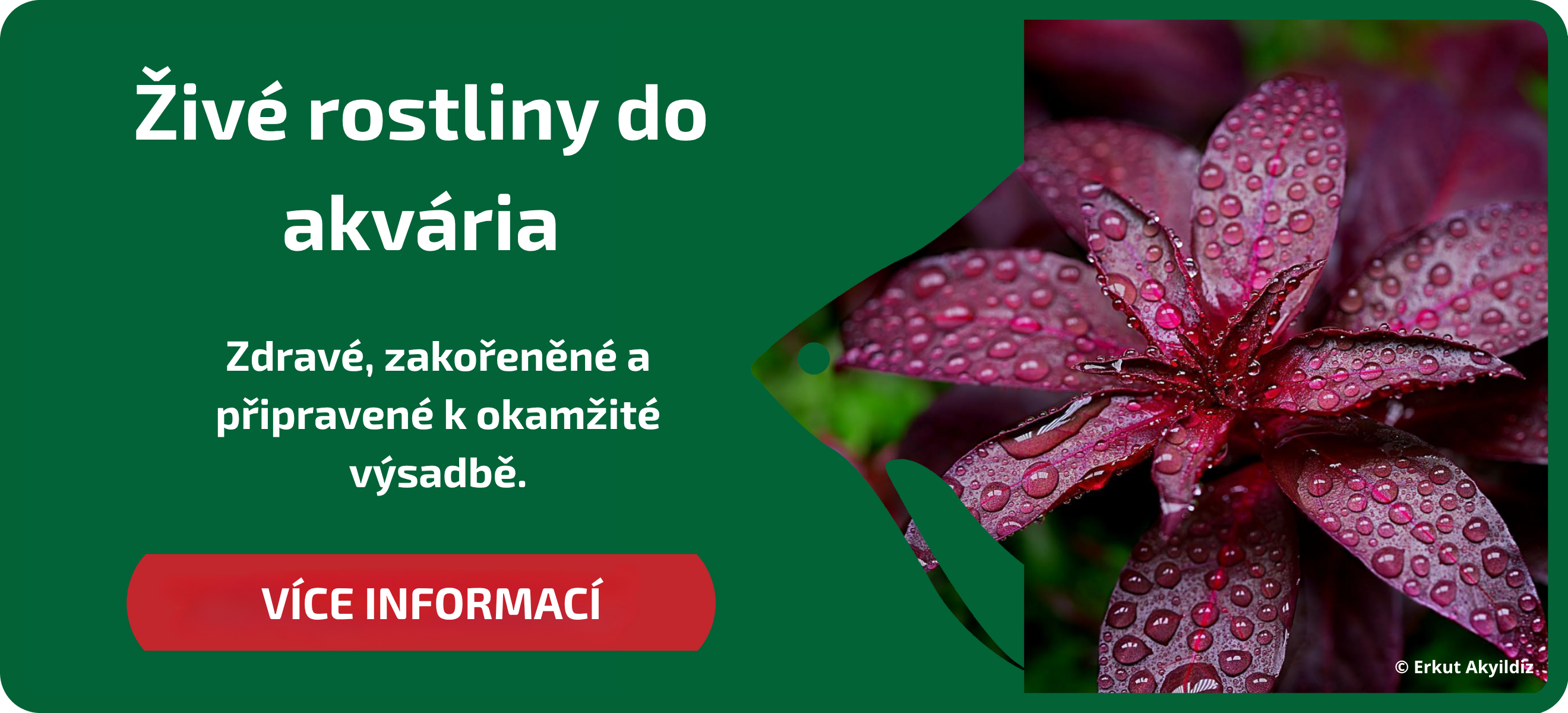 hlavni