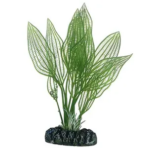 Rostlina Aponogeton 25 cm