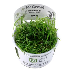 Helanthium tenellum 'Green' 1-2 Grow!