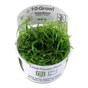 Tropica Helanthium tenellum 'Green' 1-2 Grow!