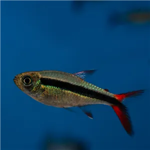 Tetra křivopruhá "Red Fin" Tetra křivopruhá "Red Fin"
