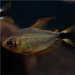 Tetra Procyon Tetra Procyon