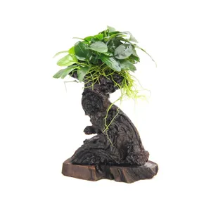 Dennerle Bonsai S s Anubias nana 14 x 8 x 25 cm