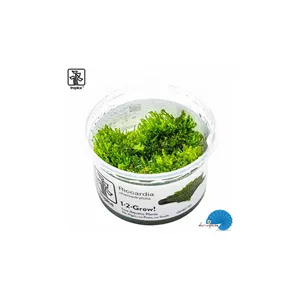 Tropica Riccardia chamedryfolia 1-2 Grow! Tropica Riccardia chamedryfolia 1-2 Grow!