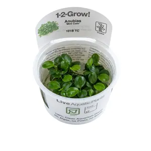 Tropica Anubias ‘Mini Coin’ 1-2-Grow