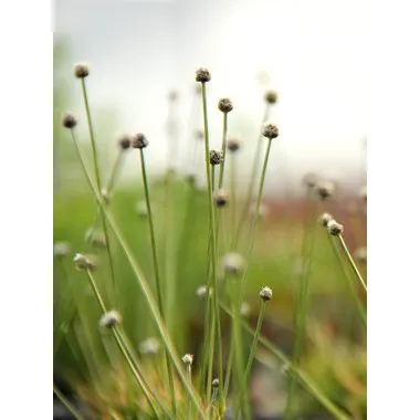 Dennerle Eriocaulon cinereum In-Vitro