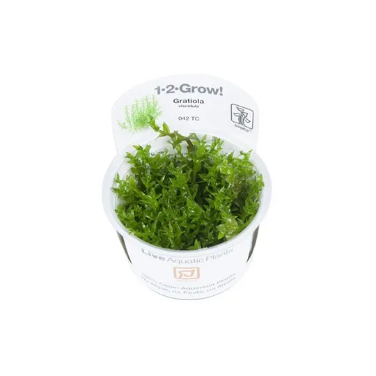 Tropica Gratiola viscidula 1-2 Grow!