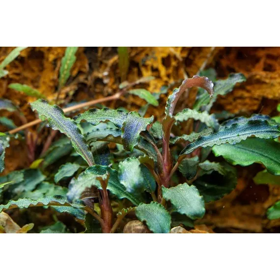 Tropica Bucephalandra 