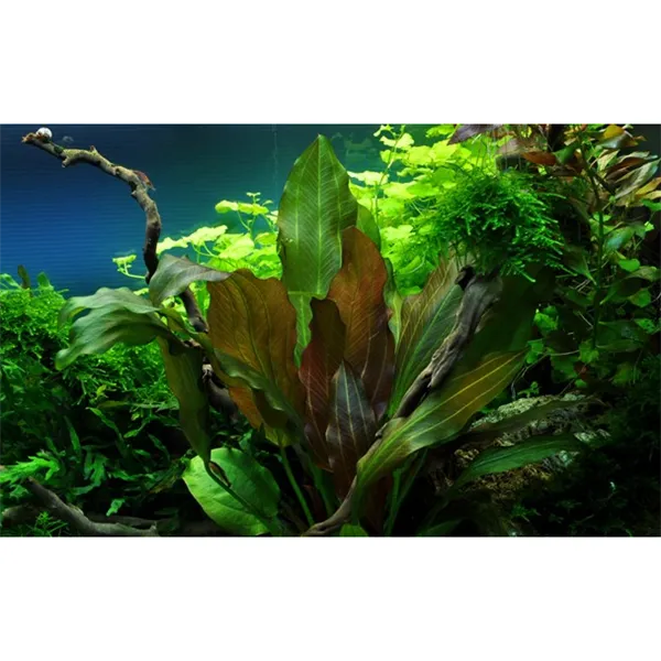 Tropica Echinodorus 