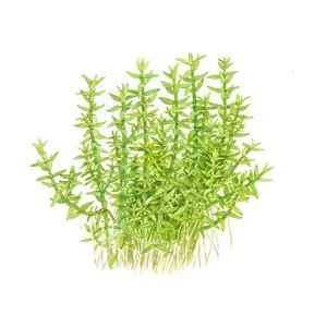 Tropica Gratiola viscidula 1-2 Grow!