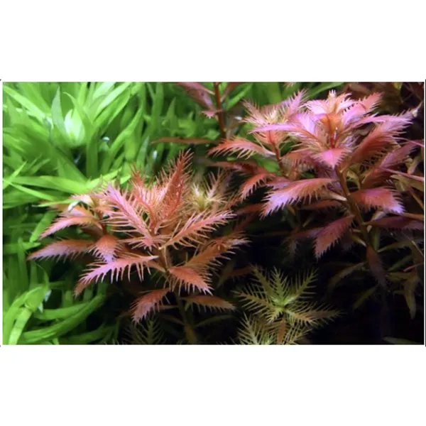 Tropica Proserpinaca palustris 