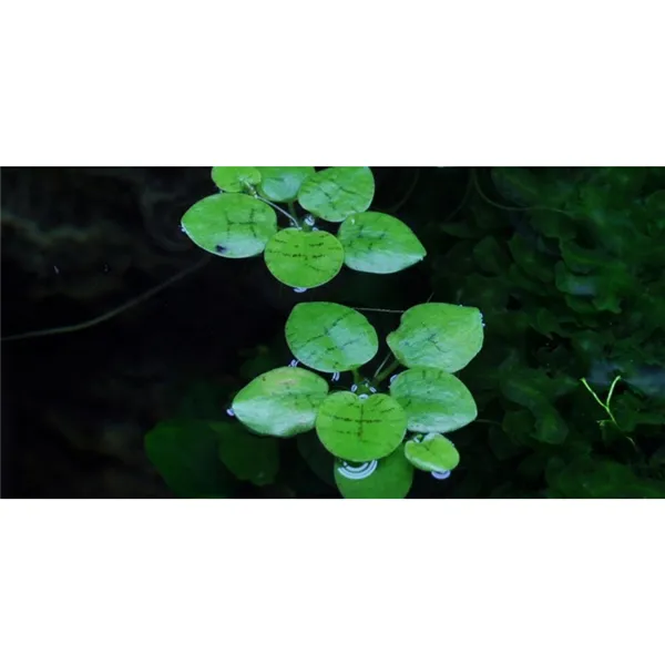 Tropica Limnobium laevigatum 1-2 Grow!