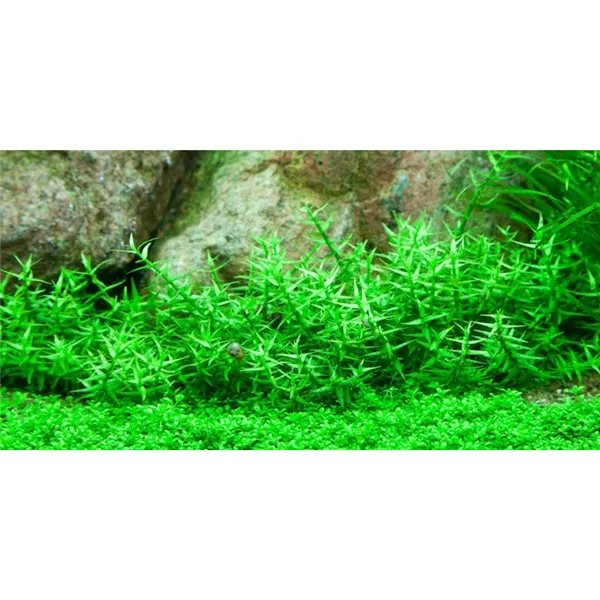 Tropica Gratiola viscidula 1-2 Grow!