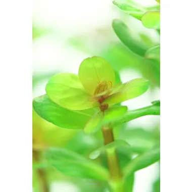 Dennerle Rotala indica In-Vitro