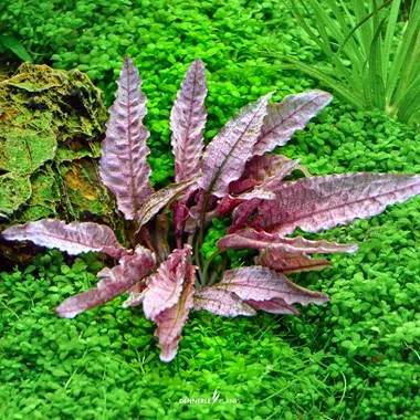 Dennerle Cryptocoryne Flamingo In-Vitro