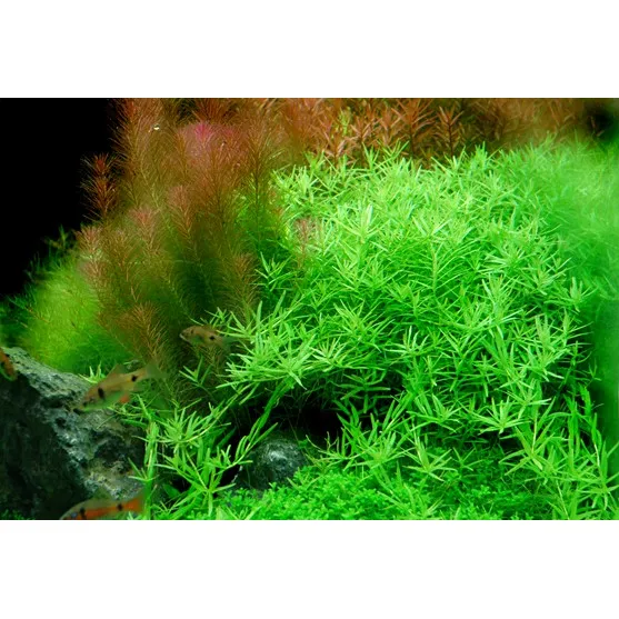 Tropica Rotala rotundifolia ’Green’ 1-2 Grow!