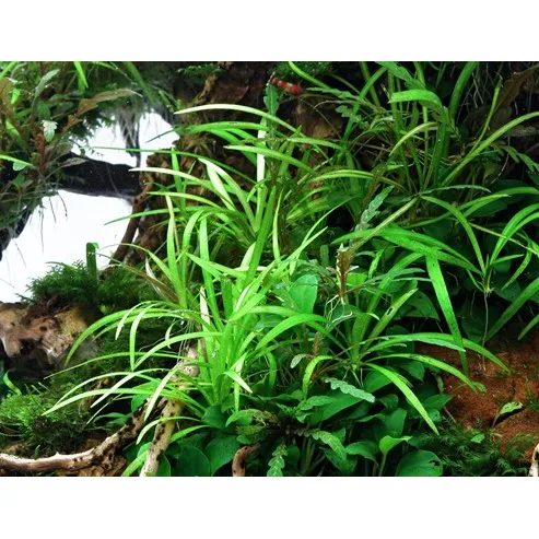 Dennerle Helanthium tenellum ´Broad leaf´In-Vitro