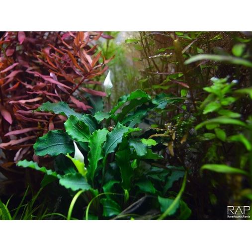 Tropica Bucephalandra pygmaea “Bukit Kelam“