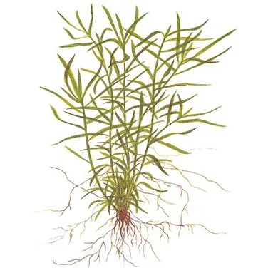 Tropica Heteranthera zosterifolia 1-2 Grow!