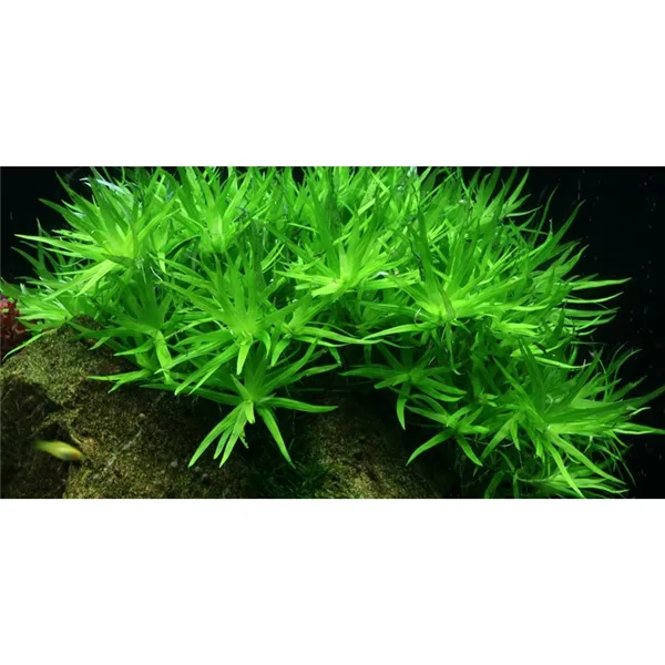 Tropica Heteranthera zosterifolia 1-2 Grow!