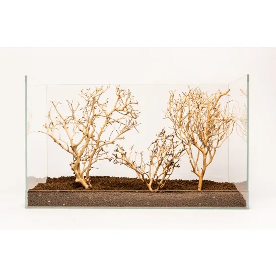 Coral Tree M 20-30 cm