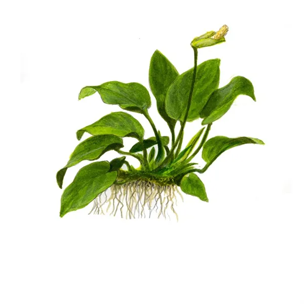 Tropica Anubiasbarteri nana 1-2-Grow