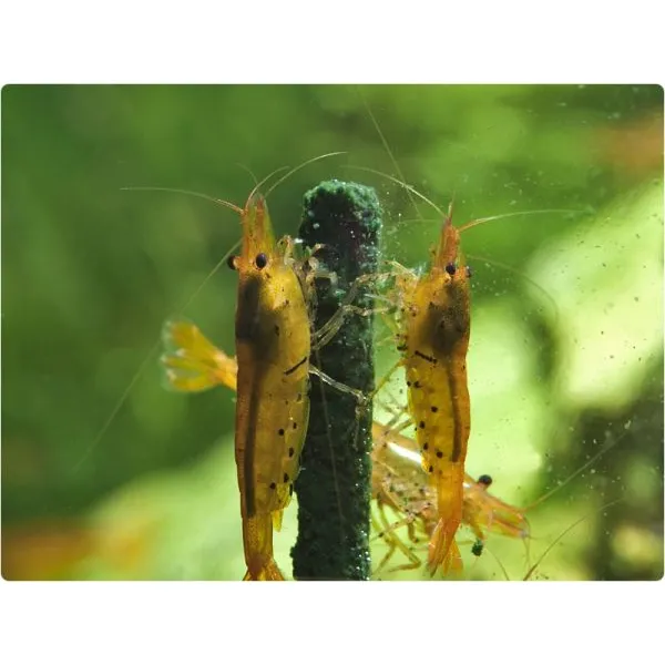 GlasGarten – Shrimp Lollies – Moringa tyčinky 8 ks