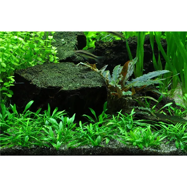 Tropica Cryptocoryne parva 1-2 Grow!