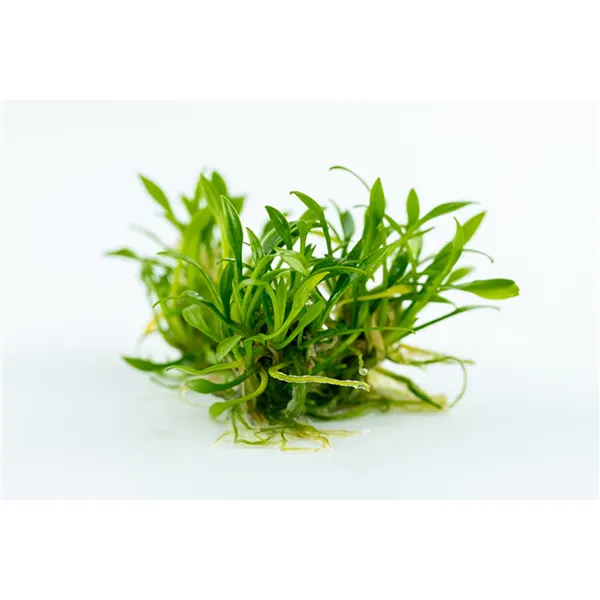 Tropica Cryptocoryne parva 1-2 Grow!