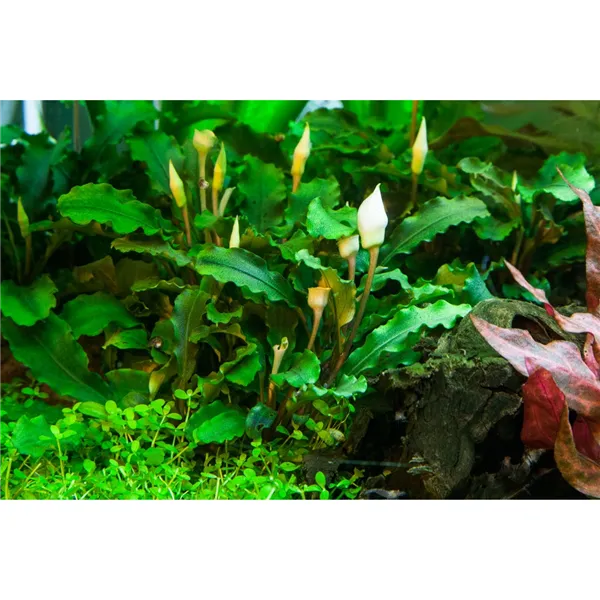 Tropica Bucephalandra pygmaea 