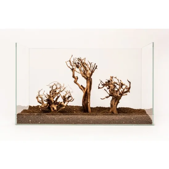 Etosha Tree 20-30 cm