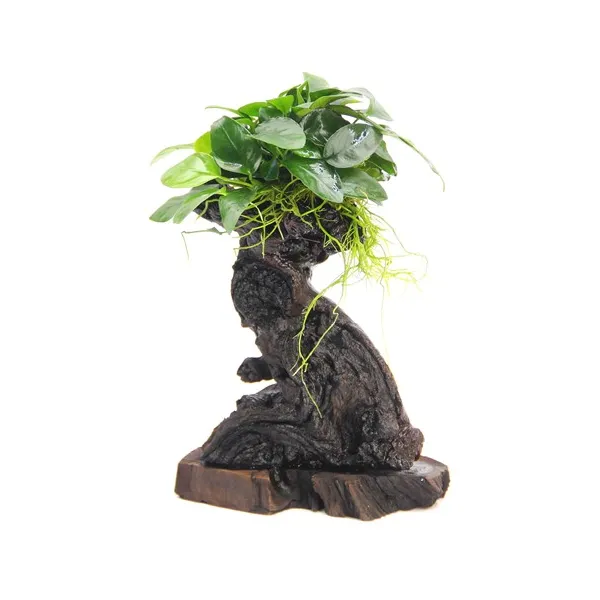 Dennerle Bonsai S s Anubias nana 14 x 8 x 25 cm*