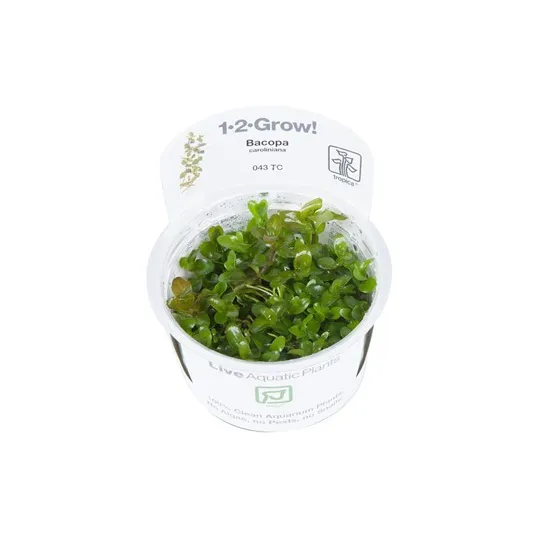 Tropica Bacopa caroliniana 1-2 Grow!