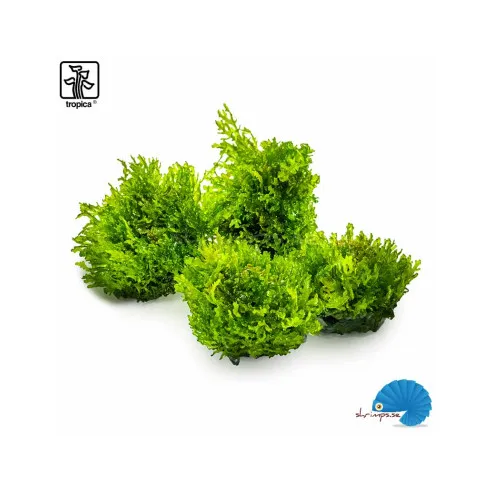 Tropica Riccardia chamedryfolia 1-2 Grow!