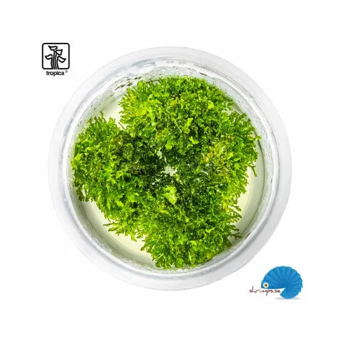 Tropica Riccardia chamedryfolia 1-2 Grow!