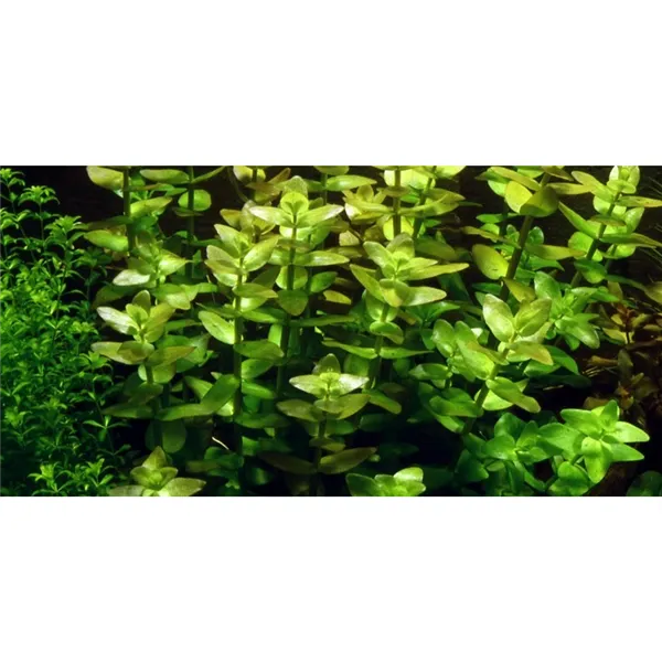 Tropica Bacopa caroliniana 1-2 Grow!