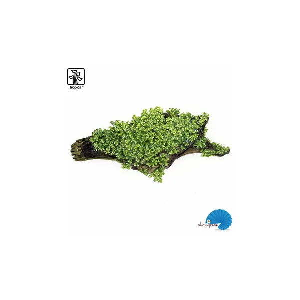 Tropica Riccardia chamedryfolia 1-2 Grow!