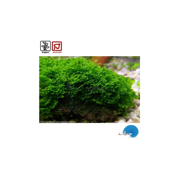 Tropica Riccardia chamedryfolia 1-2 Grow!